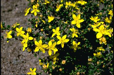 APII jpeg image of Asterolasia trymalioides subsp. villosa  © contact APII