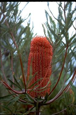 APII jpeg image of Banksia brownii  © contact APII