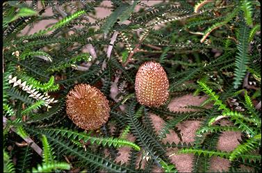 APII jpeg image of Banksia dryandroides  © contact APII