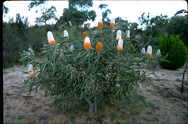 APII jpeg image of Banksia prionotes  © contact APII