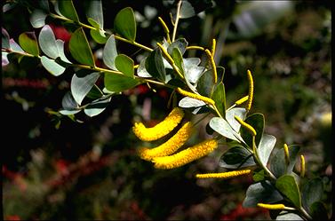 APII jpeg image of Acacia mountfordiae  © contact APII