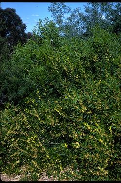 APII jpeg image of Acacia longifolia subsp. sophorae  © contact APII