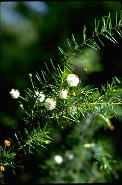 APII jpeg image of Acacia ulicifolia  © contact APII