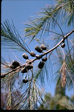 APII jpeg image of Allocasuarina littoralis  © contact APII