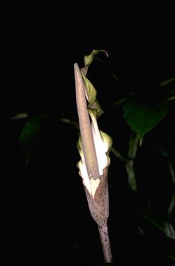 APII jpeg image of Amorphophallus galbra  © contact APII