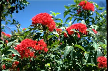 APII jpeg image of Corymbia ficifolia  © contact APII