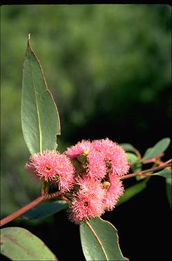 APII jpeg image of Eucalyptus albopurpurea  © contact APII