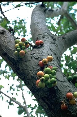 APII jpeg image of Ficus racemosa  © contact APII