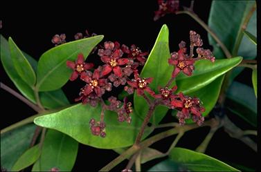 APII jpeg image of Flindersia pimenteliana f. oppositifolia  © contact APII