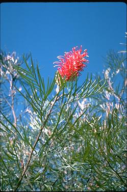 APII jpeg image of Grevillea 'Sylvia'  © contact APII