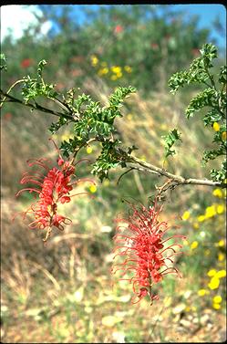 APII jpeg image of Grevillea bipinnatifida  © contact APII