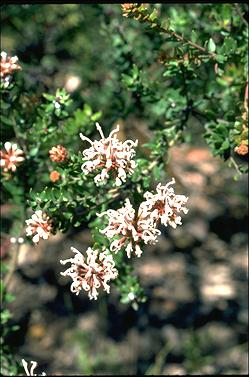 APII jpeg image of Grevillea buxifolia subsp. buxifolia  © contact APII