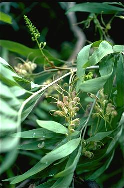 APII jpeg image of Grevillea decurrens  © contact APII