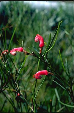 APII jpeg image of Grevillea fulgens  © contact APII