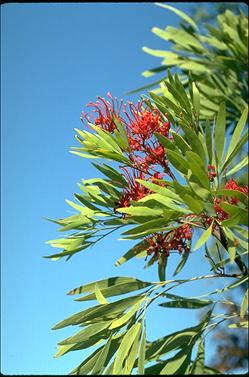 APII jpeg image of Grevillea heliosperma  © contact APII