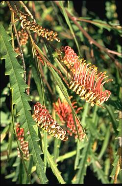 APII jpeg image of Grevillea longifolia  © contact APII