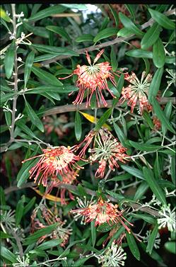 APII jpeg image of Grevillea olivacea  © contact APII