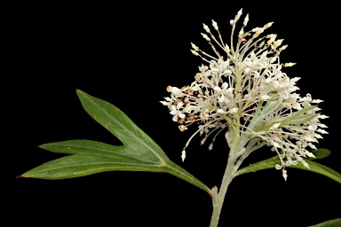 APII jpeg image of Grevillea vestita  © contact APII