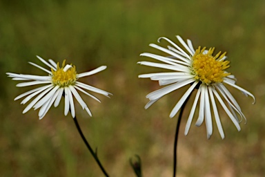 APII jpeg image of Brachyscome ciliaris  © contact APII