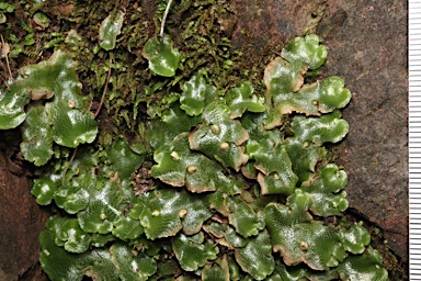 APII jpeg image of Lunularia cruciata  © contact APII