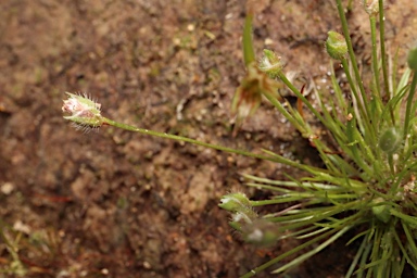 APII jpeg image of Centrolepis strigosa subsp. strigosa  © contact APII