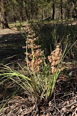 APII jpeg image of Lomandra multiflora  © contact APII