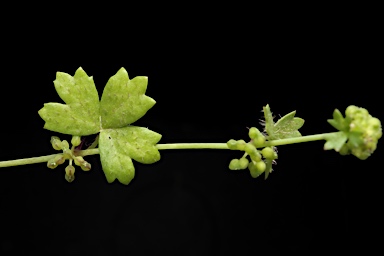 APII jpeg image of Hydrocotyle foveolata  © contact APII