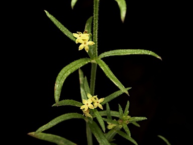 APII jpeg image of Galium gaudichaudii subsp. gaudichaudii  © contact APII