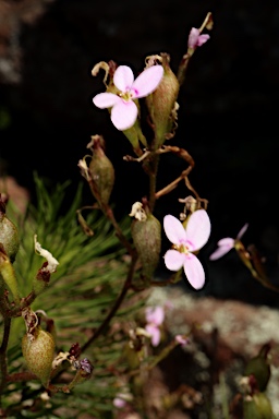 APII jpeg image of Stylidium laricifolium  © contact APII