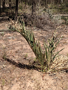 APII jpeg image of Macrozamia secunda  © contact APII