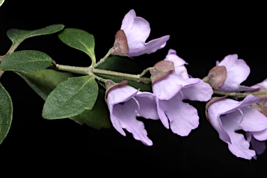 APII jpeg image of Prostanthera ovalifolia  © contact APII