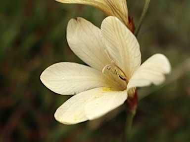 APII jpeg image of Tritonia gladiolaris  © contact APII