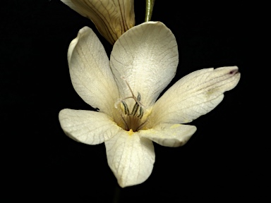 APII jpeg image of Tritonia gladiolaris  © contact APII