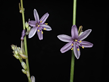 APII jpeg image of Caesia sp. Mt Zeil (G.Griffin 05/Oct/91)  © contact APII