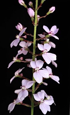 APII jpeg image of Stylidium amoenum  © contact APII