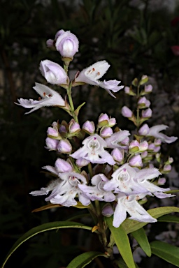 APII jpeg image of Prostanthera williamsii  © contact APII