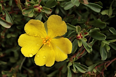 APII jpeg image of Hibbertia diffusa  © contact APII