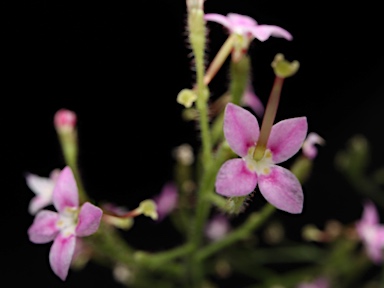 APII jpeg image of Stylidium eriorhizum  © contact APII