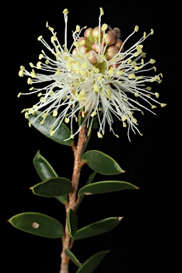 APII jpeg image of Melaleuca hnatiukii  © contact APII