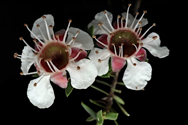 APII jpeg image of Leptospermum novae-angliae  © contact APII