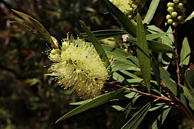 APII jpeg image of Callistemon salignus  © contact APII