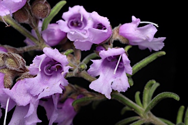 APII jpeg image of Prostanthera howelliae  © contact APII