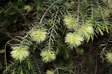 APII jpeg image of Melaleuca incana subsp. incana  © contact APII