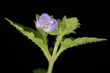 APII jpeg image of Veronica calycina  © contact APII