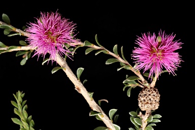 APII jpeg image of Melaleuca spathulata  © contact APII