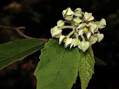 APII jpeg image of Seringia arborescens  © contact APII