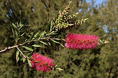 APII jpeg image of Callistemon megalongensis  © contact APII