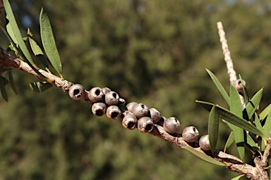 APII jpeg image of Callistemon megalongensis  © contact APII