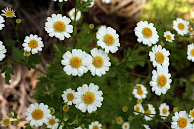 APII jpeg image of Tanacetum parthenium  © contact APII