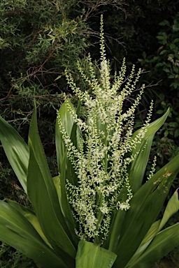 APII jpeg image of Cordyline obtecta  © contact APII